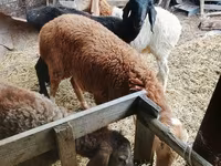 Domba jantan, Sheep — foto 1