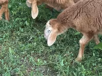 Хуц, Romanov sheep — 5 зураг