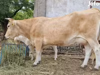 Kuh, Limousin-Kuh — Foto 1