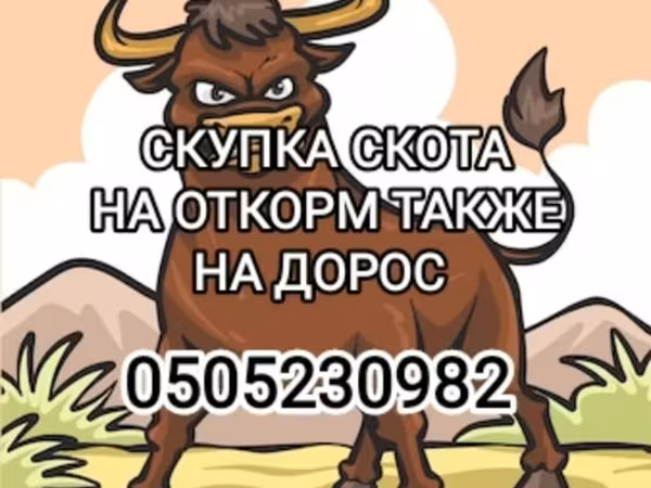 گاو