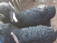 Montone, Hissar sheep — foto 7