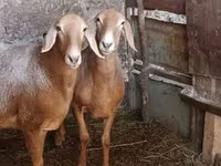 Kambing betina, Sheep — foto 3