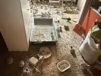 재퍼니즈 — 사진 2
