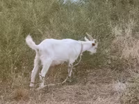 Коза, Saanen goat — снимка 3