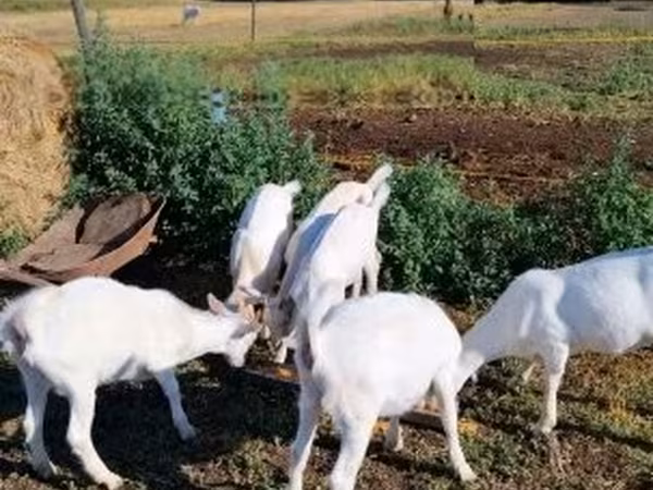Goat, Goats — Hungary