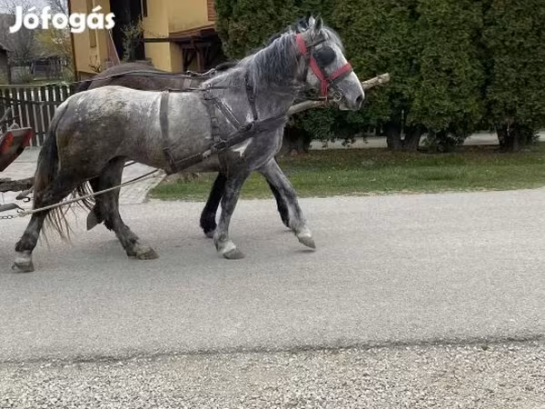 Klisna, Koně