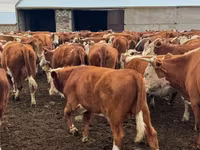 सांड, Simmental cattle — फ़ोटो 1