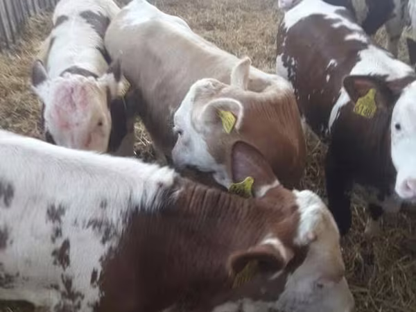 Toro, Ganado vacuno