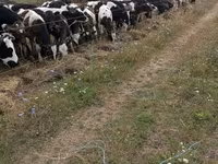 Toro, Ganado vacuno — foto 2