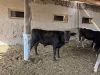 گاو نر, نژاد آلتائو — عکس 3