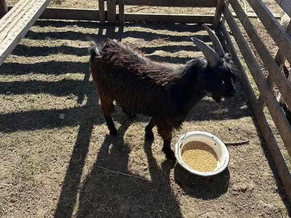Mbuzi dume, Mbuzi