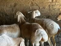 Schaf, Rhon sheep — Foto 4