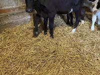 Bovinos (lote, sexo no especificado), Aberdeen-Angus — foto 2