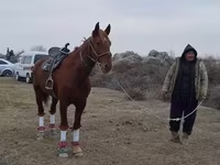 اسب نر, Karabakh horse — عکس 2