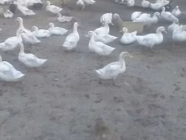 Ducks