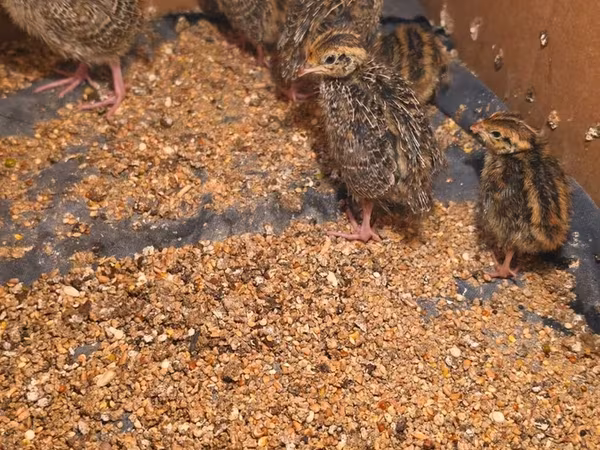 Quails
