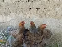 Brahma — fotografija 1