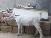 Goat, Saanen goat — photo 2