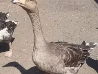 Geese — foto 7