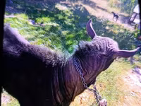 Ri’ lab, Goats — sawirka 4