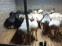 绵羊（批次，未指定性别）, Sheep — 照片 4