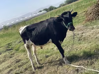 Lembu ternakan (lot, jantina tidak dinyatakan), Russian Black pied cattle — foto 1