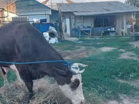 Krava, Russian Black pied cattle — fotografija 4
