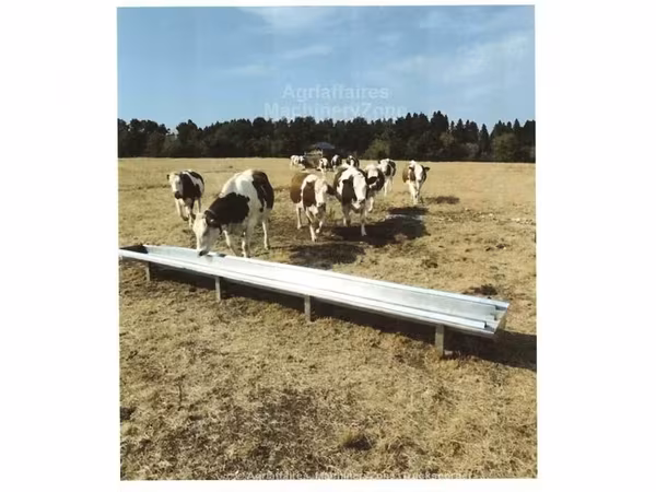 Cow, Montbéliarde