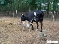 Mucca, Razza grigia ungherese — foto 2