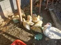 Ducks — foto 3