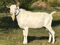 Caprone, Saanen goat — foto 1