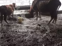 Cow, Cattle — photo 2