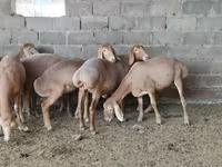Πρόβατο, Arashan sheep — φωτογραφία 5
