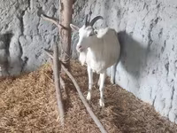 Kambing betina, Saanen goat — foto 3