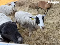 میش, Merino sheep — عکس 2
