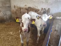 Ցուլ, Simmental cattle — լուսանկար 1