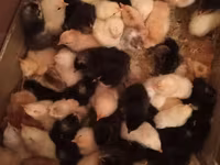 Chickens — foto 2