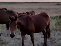 Koń, Kazakh horse — zdjęcie 2