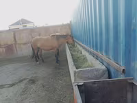 اسب نر, Kazakh horse — عکس 1
