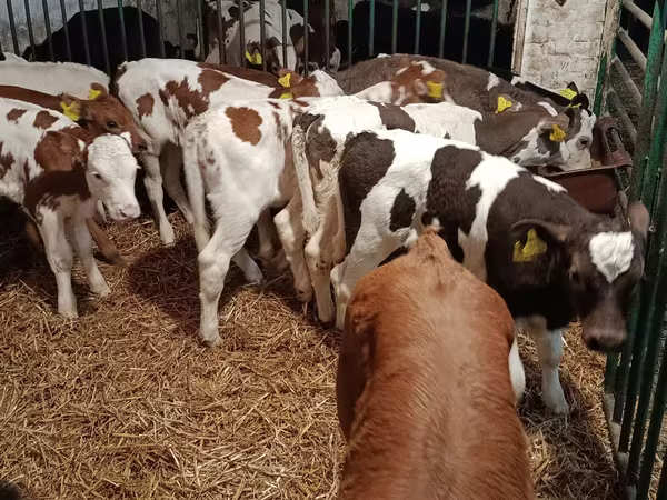 Cow, Limousin cow