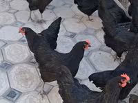 Chickens — عکس 3