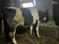 Tehén, Russian Black pied cattle — 5. fotó