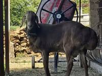 قوچ, Arashan sheep — عکس 4