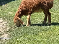 Oaie, Arashan sheep — foto 3