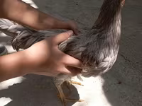 Chickens — foto 4