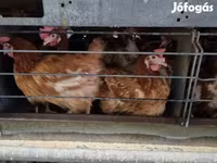 Chickens — تصویر 1