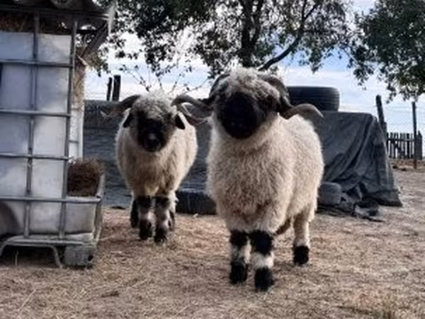 Ovce, Valais Blacknose sheep