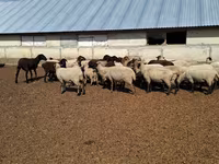 Ovce, White Suffolk sheep — foto 2