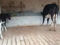 Lembu betina, Latvian Blue cattle — foto 5