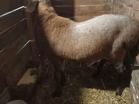 مینڈھا, Arashan sheep — تصویر 2